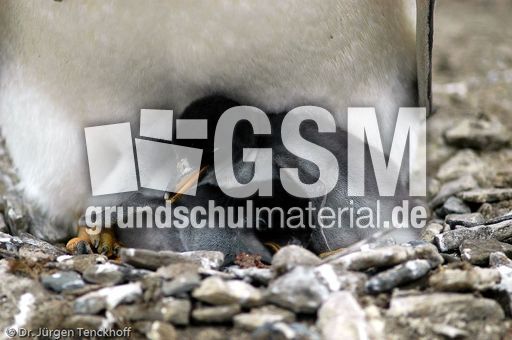 Eselspinguin (64 von 97).jpg